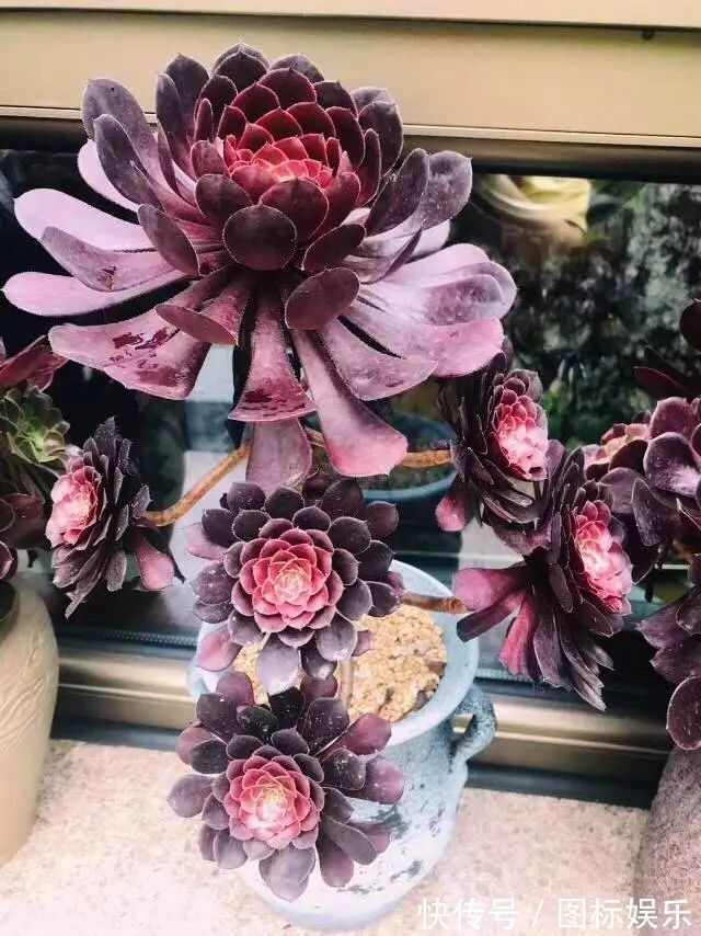 遇见，是一生！遇见多肉，是我的余生和全部！