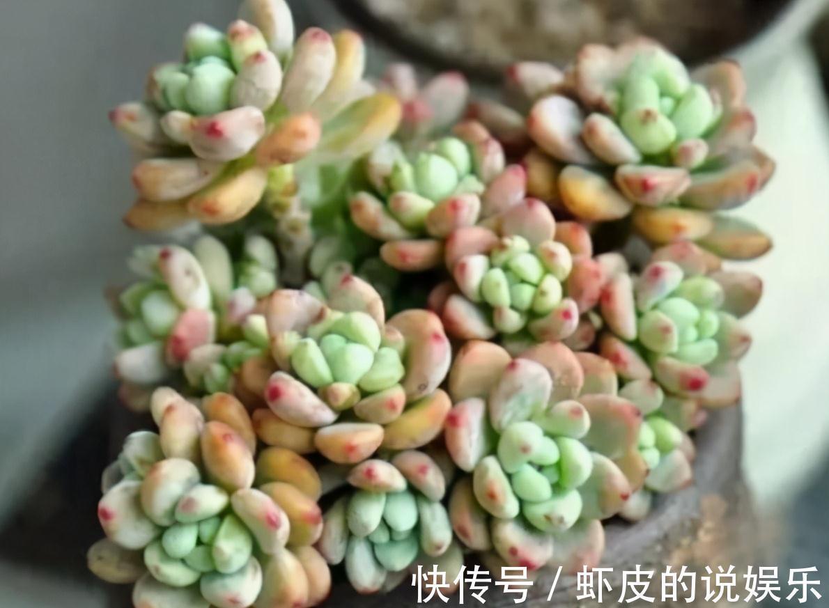 8种多肉植物,颜值高香味迷人,太喜欢了