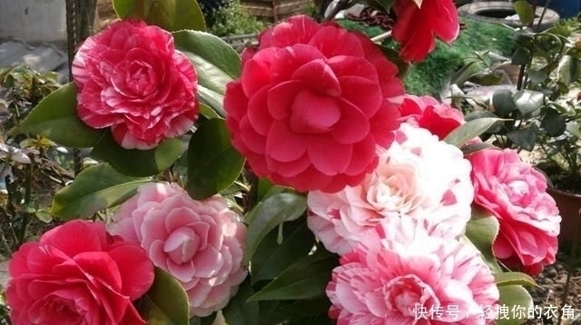 五色红丹|这种花是世界著名的花,多色的花,美丽的,牡丹不失,容易保养,栽培很有价值