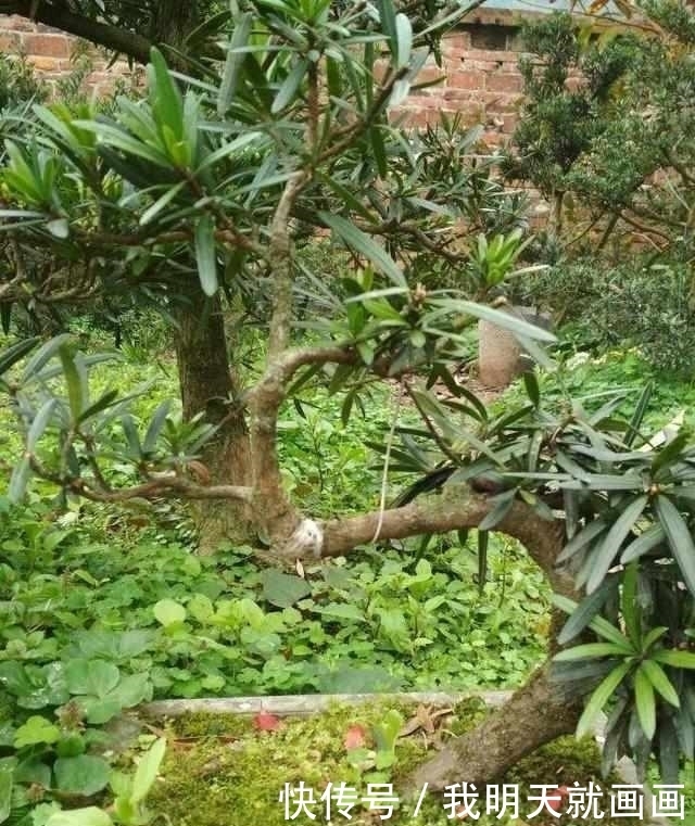 罗汉松树苗|大爷把罗汉松盆景弯一弯，价格翻几番！