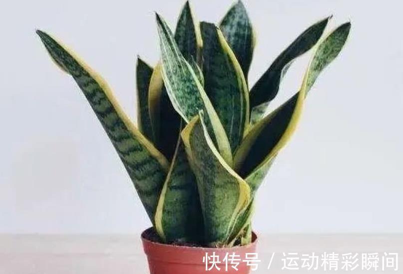 秋冬养虎皮兰，3个动作催一催，叶片挺拔有格调，还能爆出小崽子