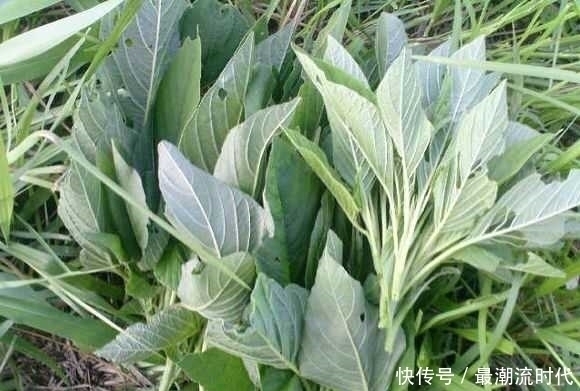 农村|农村一种常见杂草,既是天然野菜能吃,也是一味药材能用