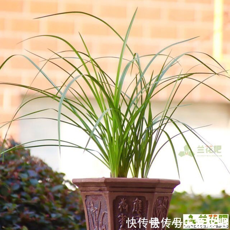 兰性|把兰花养好,能提升兴趣和动力,变成以兰养人