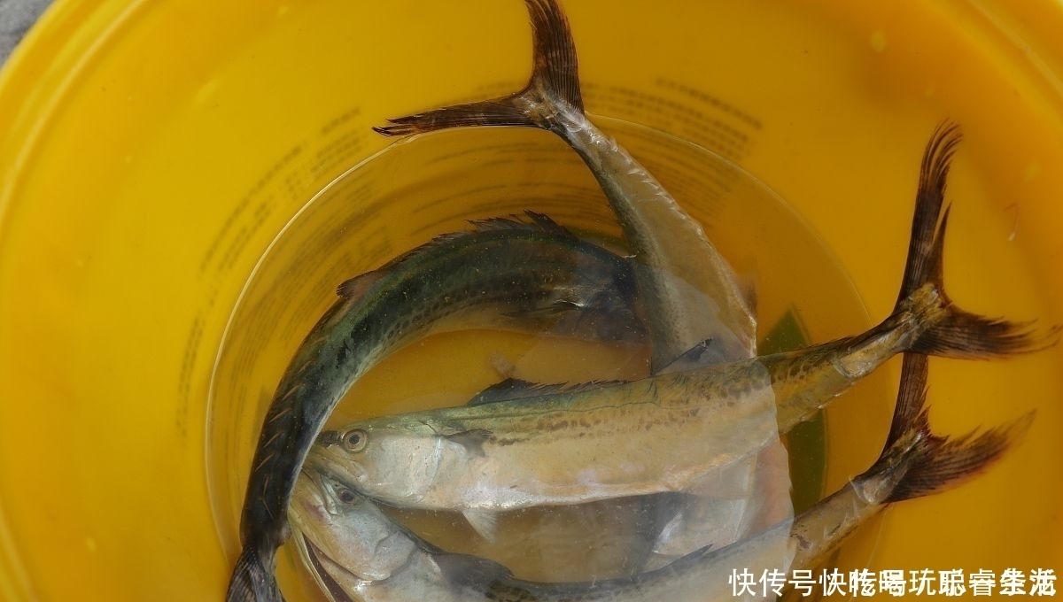 鱼停口就不钓了老司机直言按我说的做,一个鱼护都嫌少
