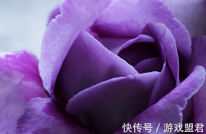 盘点大岩桐5大常见品种,你有几种