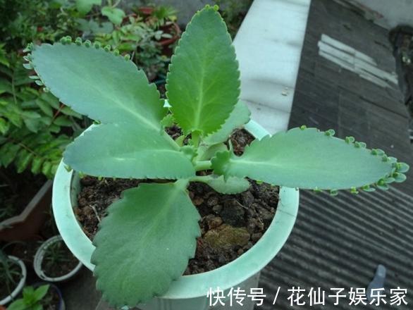 木立芦荟|初次尝试养花,选什么植物好盆栽此4款,搁室内漂亮又好养!