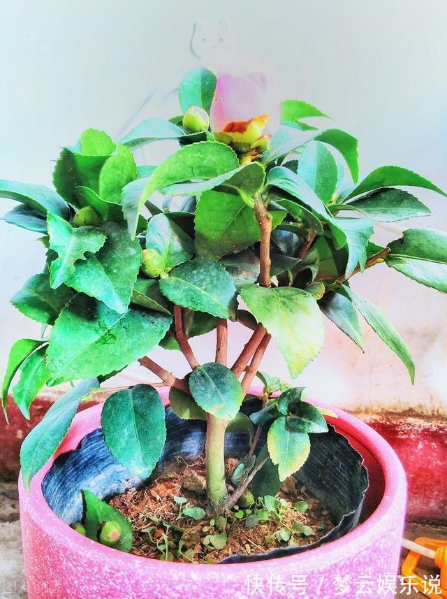 曝光封闭阳台养花的“黑名单”,养活难度大,该放弃就放弃