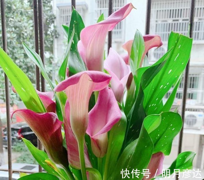 5种花好养易活,最适合懒人养,不用管也能开花爆盆