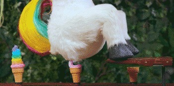 |搞笑GIF:花大价钱在网上买的 你们帮我看看是不是正品