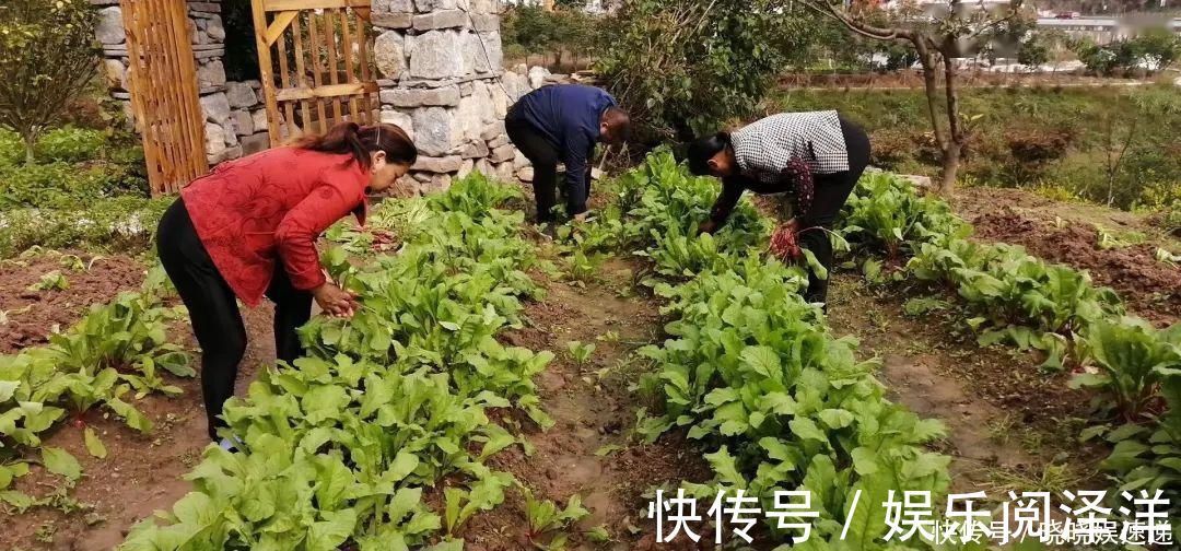 在乡下改造一个小院，种菜养花天天都是乡村田园梦，生活如此惬意