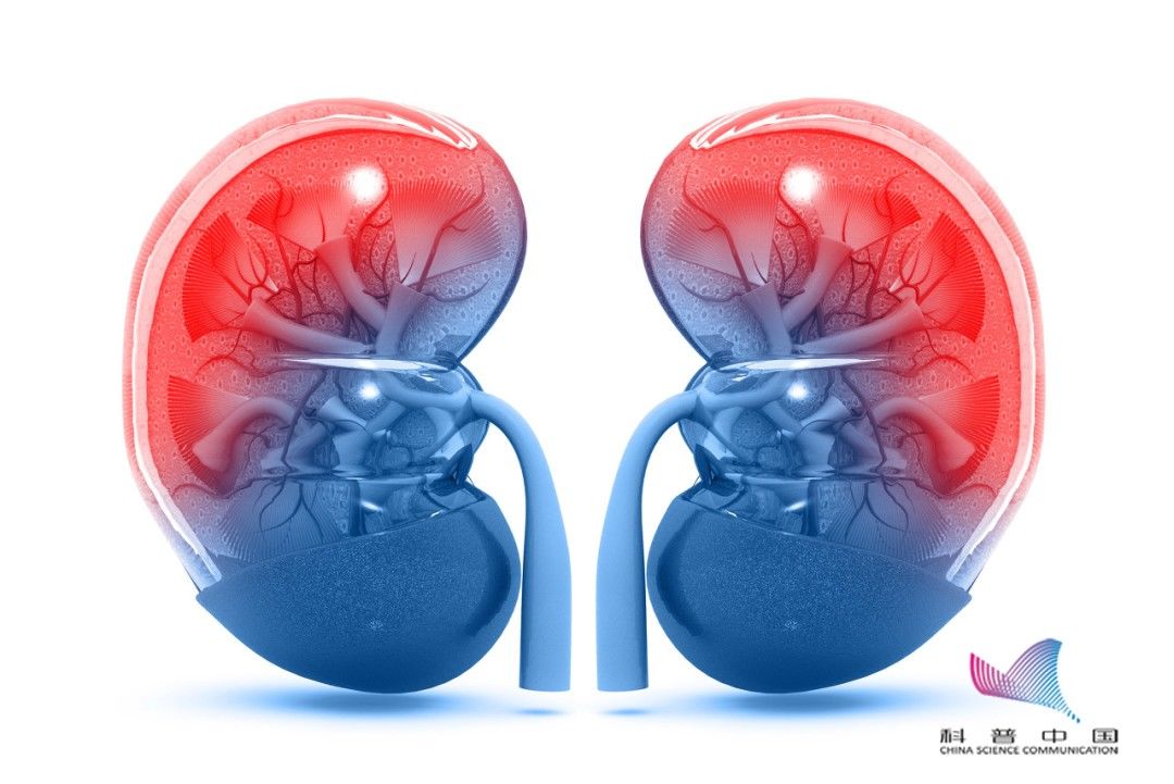 补水|女子爬完山，口渴到肾衰竭！很多人都不知道，千万不能等渴了再喝水…