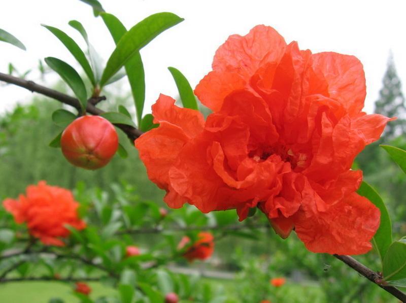 家养一盆石榴花,观花又观果,吸走“含铅毒气”,红红火火家兴旺