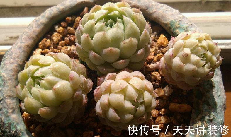 浇灌|立秋后，不要马上给多肉多浇水，多注意这几点，不空盆