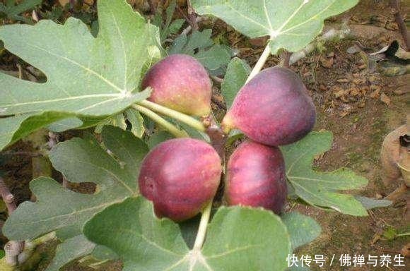 院子里种树，“3种树”很适合，棵棵生长旺，每年结果几十斤！