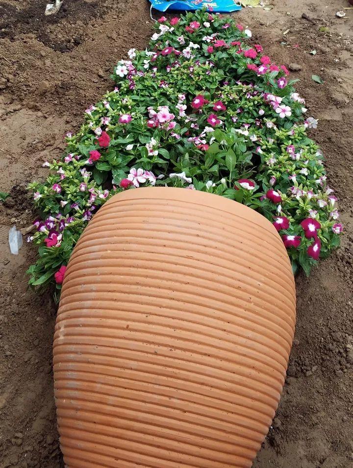 30斤的大水缸,拿来养花成宝贝,怪不得都抢着要