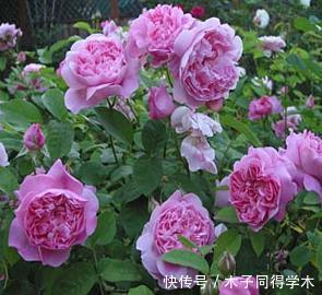 养分|月季花开花越来越少？教你这样做，新芽笋芽一起长，秋天花量翻倍