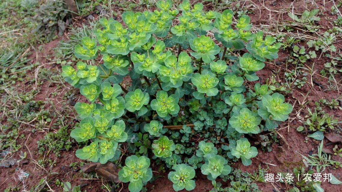 农爱邦|农村比较常见的野草，没想到它有这么多用处，这种草你见过吗