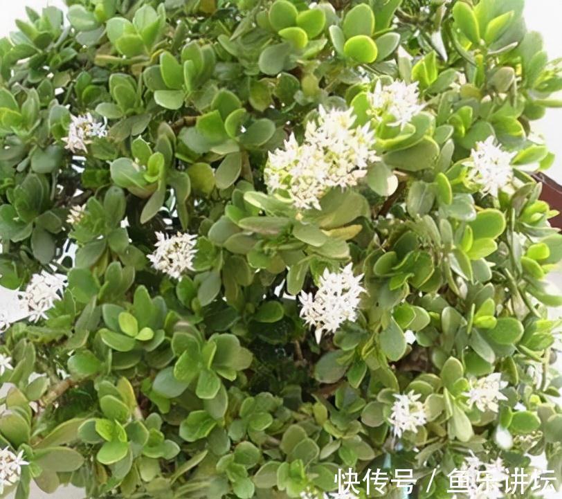 农历九月十八霜降后，养什么花？家里养3种花，幸福如意事事顺心