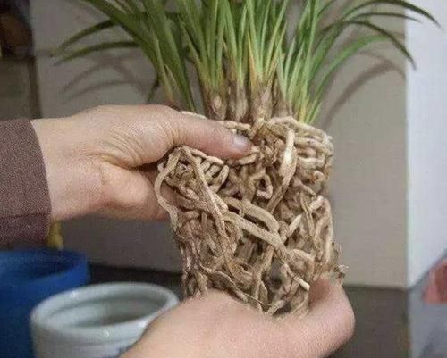 天长|别买“生根粉”,去公园捡“它”,晾干后垫盆底,9天长根系