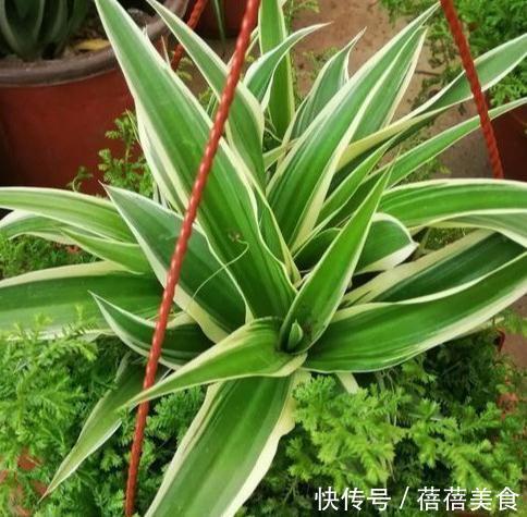 净化|要想强有效净化室内有害气体,这十种健康花卉必不可少