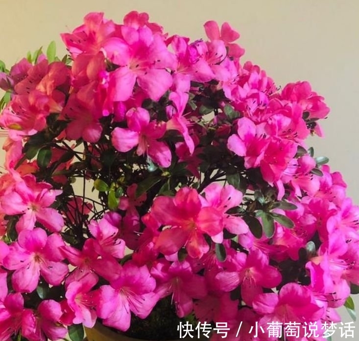 龙沙宝石|4种花颜值高又好养,随便一养成花海,花开一茬接一茬!