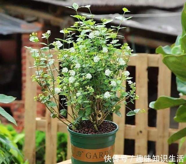 肥沃|人养花、花也养人，医生喜欢养的八种花，家里养一盆，清雅又健康！