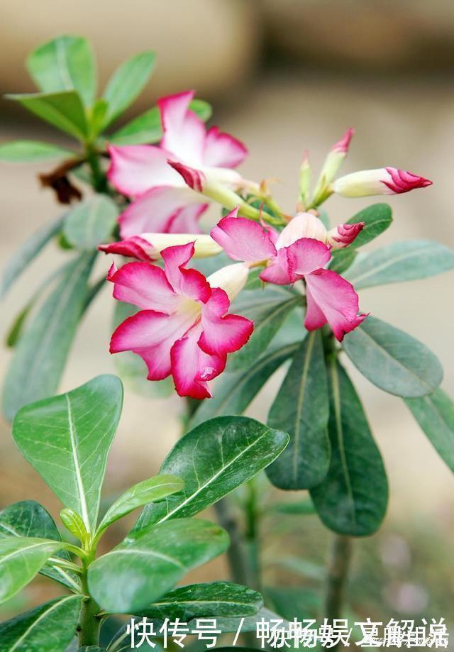 这些多肉很好养,容易养成“树”,还特别容易爆侧芽