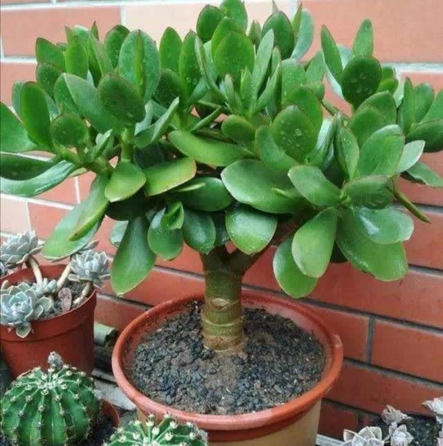 君子兰|发现5种“寿星花”,适合老人养,寓意好、颜值高,越养越值钱