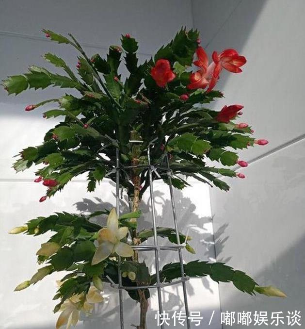 扦插法|蟹爪兰的繁殖方法,原来是这样,长见识了