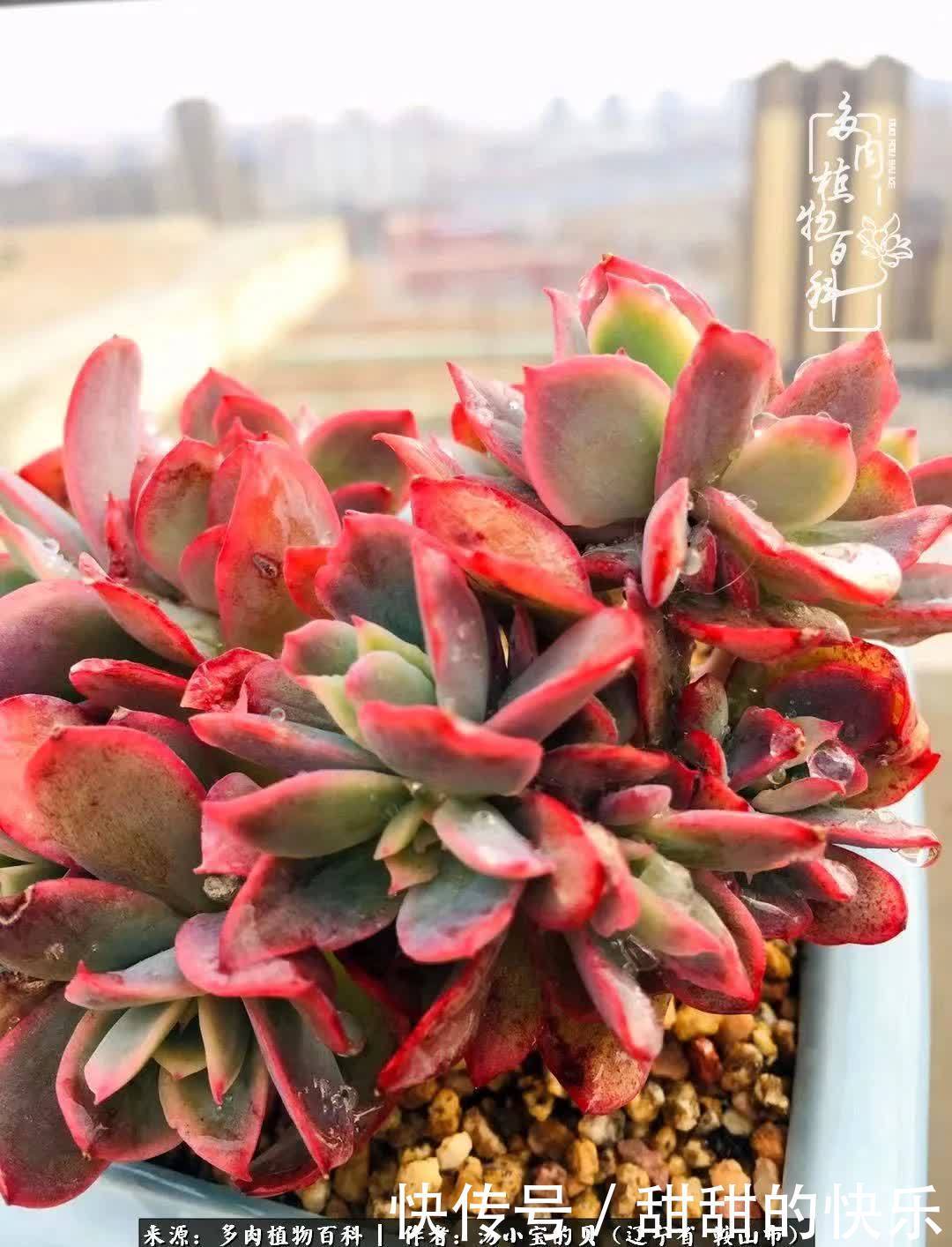 蚧壳虫|远嫁他乡,多肉是我孤寂时最美的陪伴!