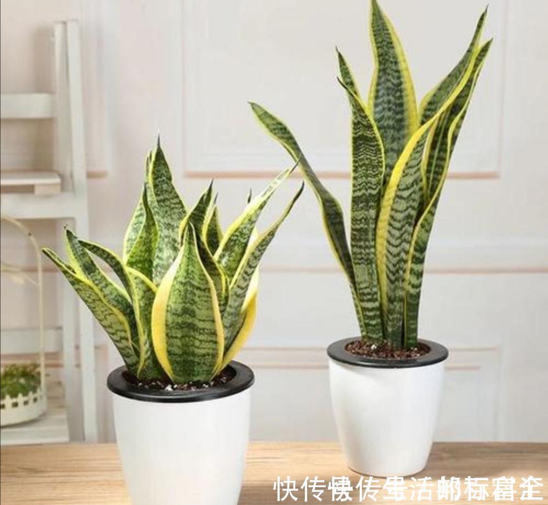 吊兰,虎皮兰都能养成老桩了,网友说,我不信