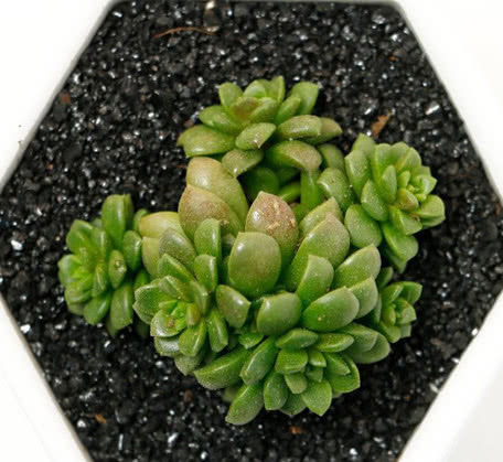 多肉小玉长得慢教你3个养护技巧,小雨轻松爆盆,红艳似火