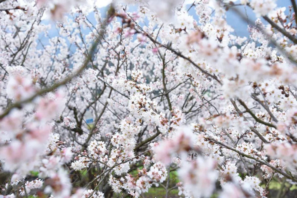 中年|争奇斗艳！春天游贵州从赏花开始