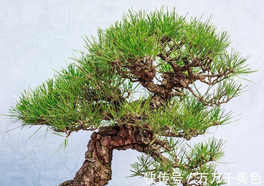 盆景|黑松盆景枝干横展，树冠如伞盖，针叶浓绿，四季常青，树姿古雅