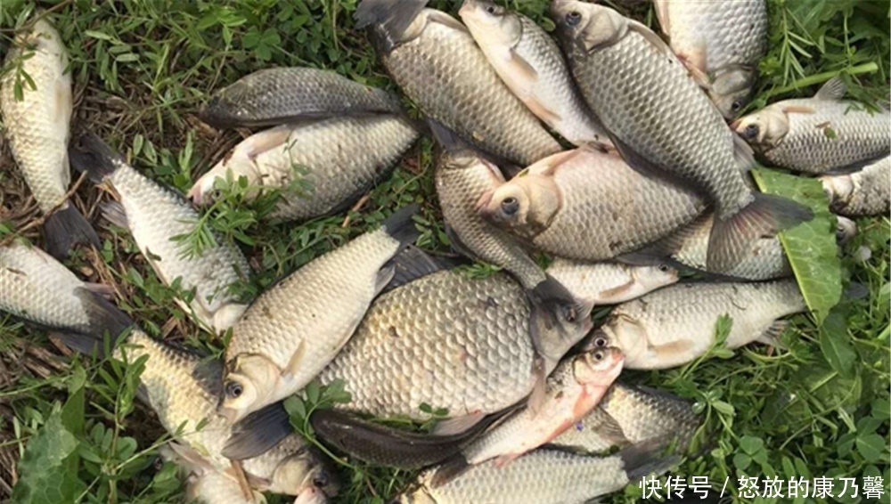 钓法|跑铅钓中的小跑铅钓法,兼具双铅和飞铅钓的优势,适合钓底时使用