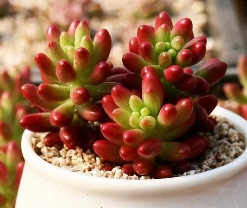 多肉植株|新手盆栽多肉虹之玉,该怎么打理?这里告诉你答案