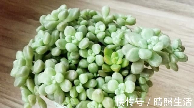 多肉植物|养多肉的花友们切记,多肉长了花剑,一定要忍痛把花剑处理掉