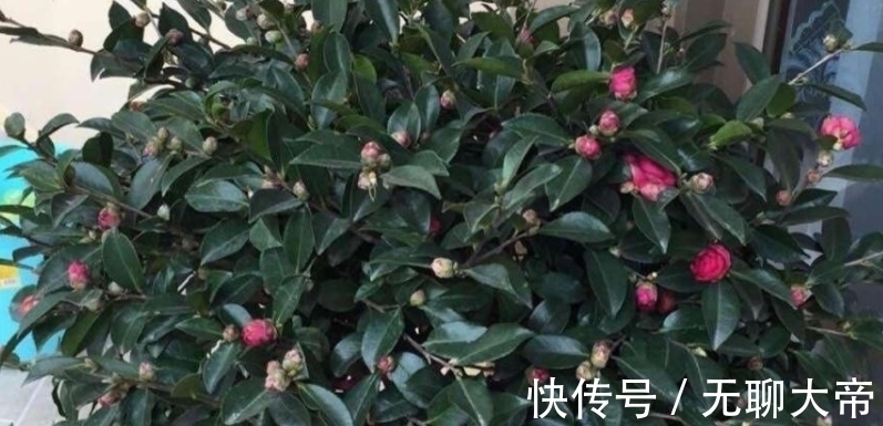 营养物质|买的营养土不一定适合你,自己配土,自己找点材料,养啥旺啥