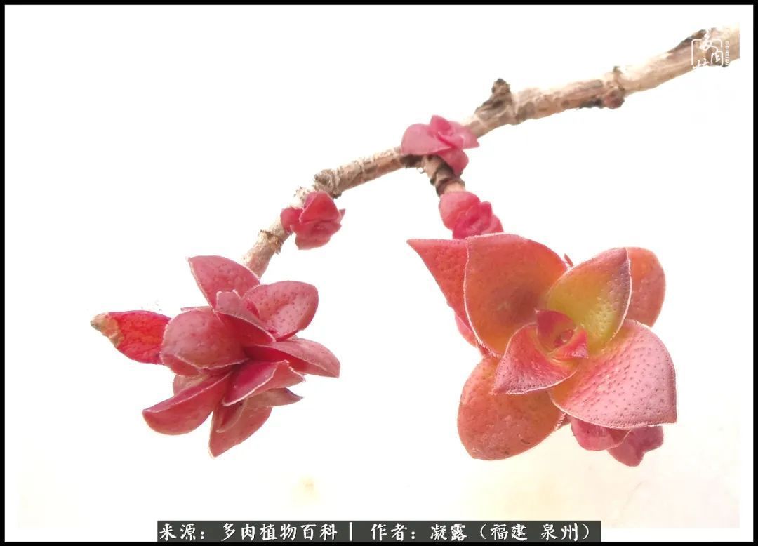 喜欢养肉,喜欢赏肉,更喜欢拍,如此怎能不掉肉坑