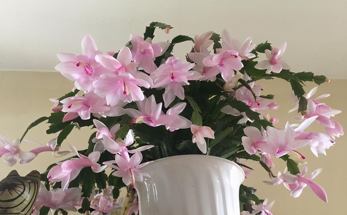 饼肥|养蟹爪兰,土里加点“料”,叶片厚实硬邦邦,奋力开花一百朵