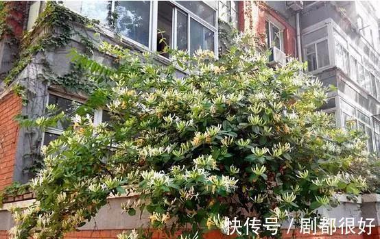 爬藤植物|花开一面墙，花落一路香，一棵爬藤植物的花海