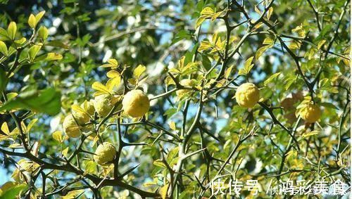 防贼|农村这种“防贼”树,浑身都是宝,能当野菜又能化痰清肠胃