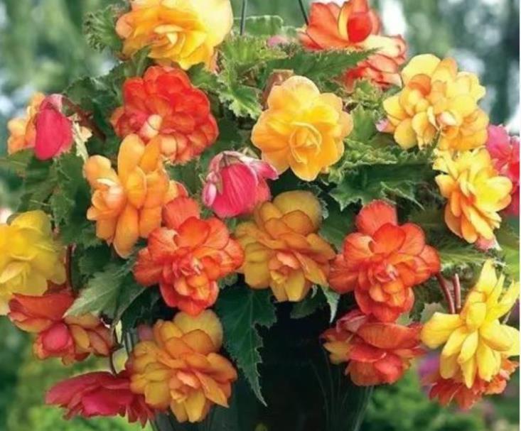 4种花漂亮又好养,比牡丹好看,比吊兰好养,满树都是花朵