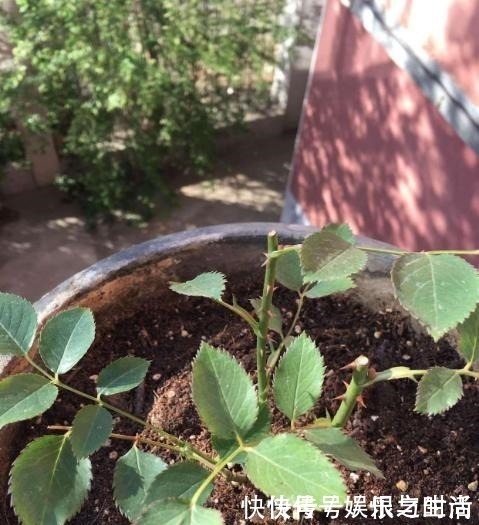 冠幅|想让月季冠幅快速变大，只要舍得，做好2点就行！