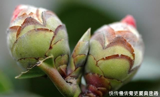 空气湿度|茶花掉花苞的原因，藏在一句“顺口溜”里，古人的经验，值得借鉴！