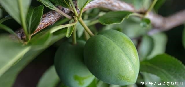 增强|芒种时节,注意防寒保暖,同时别忘了吃这水果,增强身体免疫力!