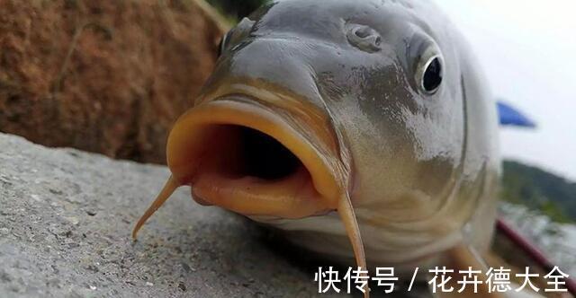 野钓|野钓想要钓到大鱼，至少你得做到几点