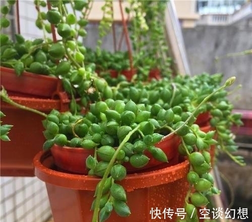 多肉植物|3款“爱哭”的多肉植物，名字很凄美，出了状态确让人很陶醉