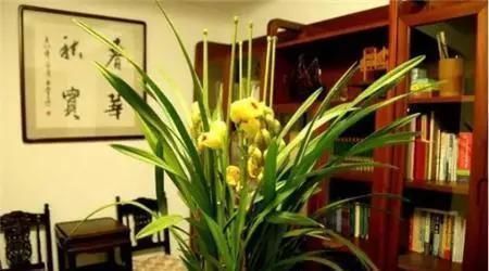 5种花“寓意不好”,再喜欢也别养在“室内”,快搬出去吧