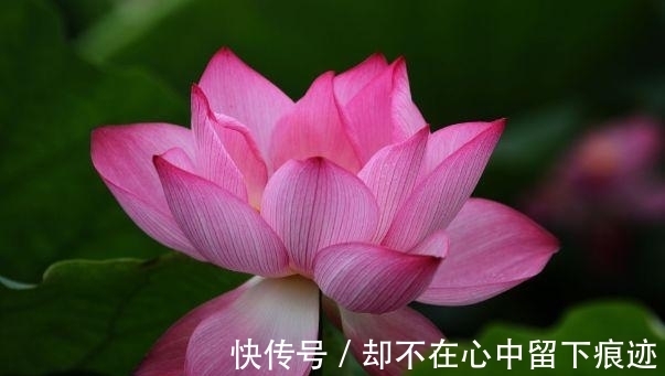 婚姻宫|属蛇人，生来不知疲倦并有些鲁莽，因此行动很快！